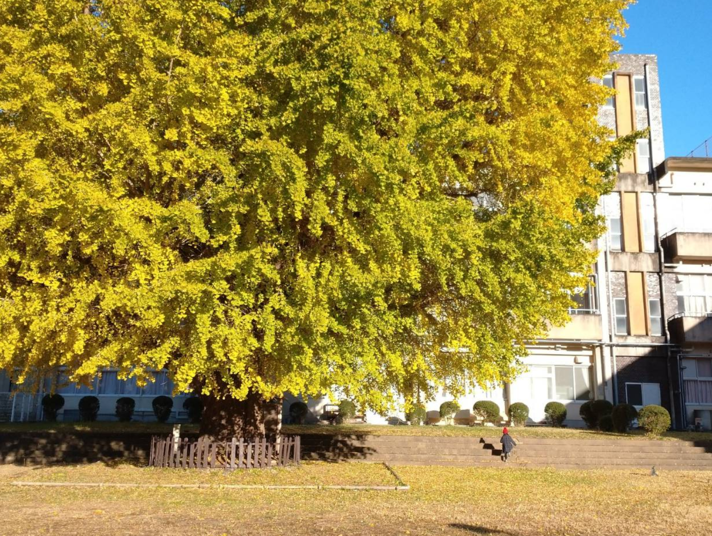 旧穂原小学校の大銀杏-8