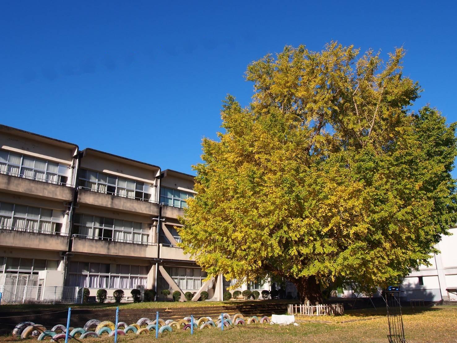 旧穂原小学校の大銀杏-7