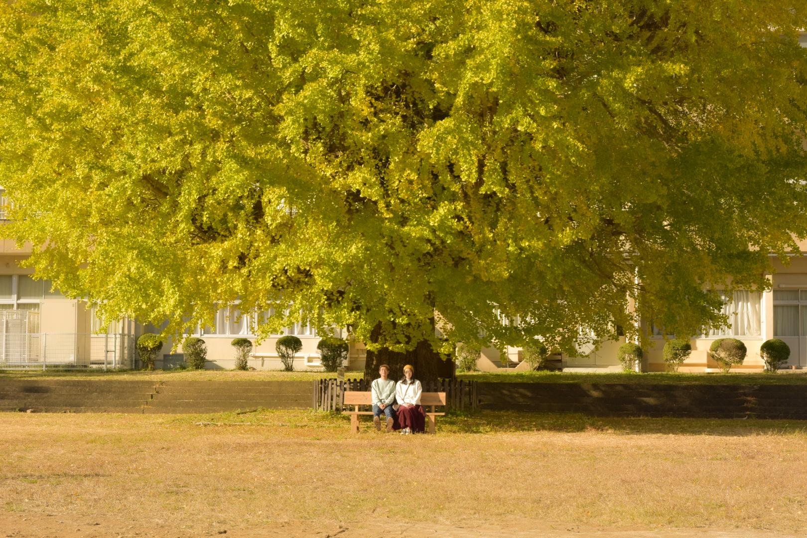 旧穂原小学校の大銀杏-6