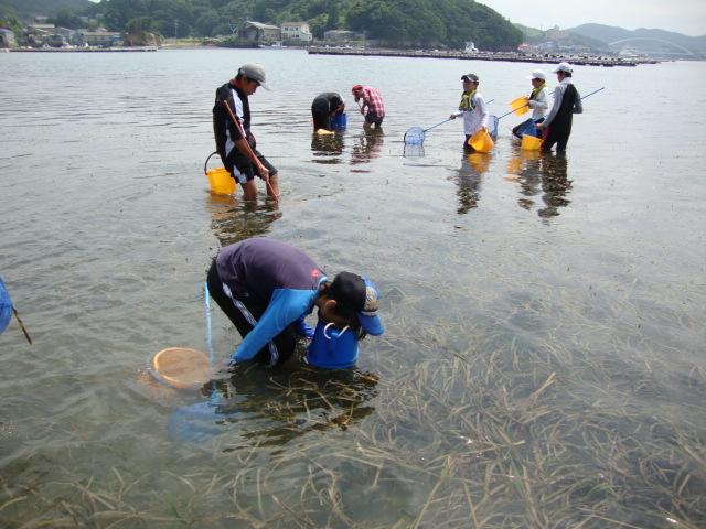 アマモ場の生きもの観察-1