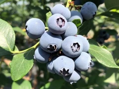 伊良湖ブルーベリー狩り-19